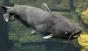 Image result for Ictalurus furcatus