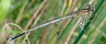 Attēlu rezultāti vaicājumam “Platycnemis pennipes male”