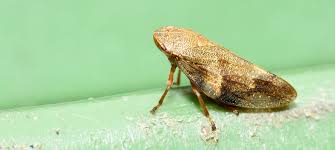 Attēlu rezultāti vaicājumam “Aphrophoridae nymph”