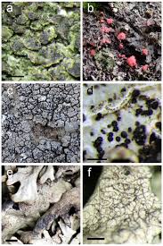 Attēlu rezultāti vaicājumam “Hypocenomyce scalaris”