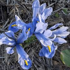 Attēlu rezultāti vaicājumam “Iris reticulata”