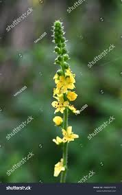 Attēlu rezultāti vaicājumam “Agrimonia pilosa flower”