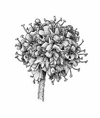 Image result for Succisella inflexa