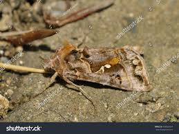 Attēlu rezultāti vaicājumam “Autographa pulchrina”