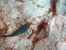 Image result for Sparisoma viride