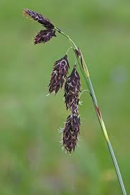 Attēlu rezultāti vaicājumam “Carex appropinquata fruit”