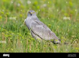 Attēlu rezultāti vaicājumam “Circus pygargus adult”