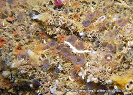 Attēlu rezultāti vaicājumam “Mylia anomala”