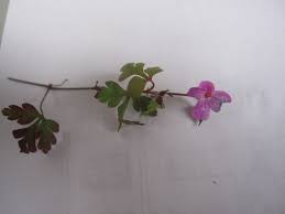 Attēlu rezultāti vaicājumam “Geraniaceae”