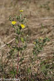 Image result for Potentilla argentea