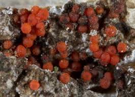 Attēlu rezultāti vaicājumam “Neonectria fuckeliana”