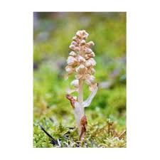 Attēlu rezultāti vaicājumam “Neottia nidus-avis flower”