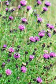 Image result for Centaurea nigra