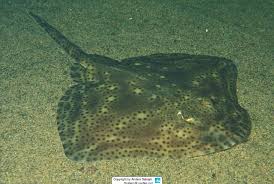 Image result for Raja montagui