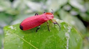 Attēlu rezultāti vaicājumam “Pyrochroidae imago”