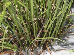 Attēlu rezultāti vaicājumam “Carex flava”