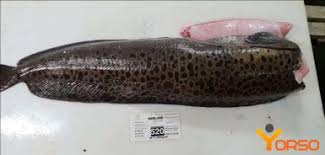 Image result for Anarhichas minor