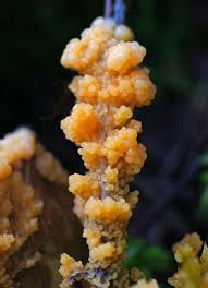 Attēlu rezultāti vaicājumam “Fuligo luteonitens macro”