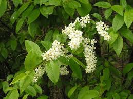 Attēlu rezultāti vaicājumam “Padus avium”