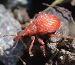 Attēlu rezultāti vaicājumam “Apion sp.”