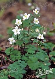 Attēlu rezultāti vaicājumam “Isopyrum thalictroides fruit”