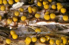 Attēlu rezultāti vaicājumam “Physarum ovisporum spores”