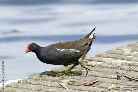 Attēlu rezultāti vaicājumam “Gallinula chloropus”