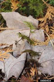 Attēlu rezultāti vaicājumam “Hylocomium splendens sporophyte”