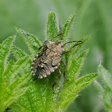 Attēlu rezultāti vaicājumam “Adomerus biguttatus”