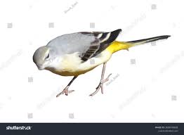 Attēlu rezultāti vaicājumam “Motacilla cinerea”