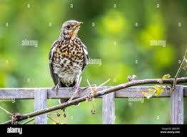 Attēlu rezultāti vaicājumam “Turdus pilaris juvenile”