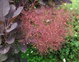 Attēlu rezultāti vaicājumam “Cotinus coggygria leaf”