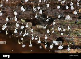 Attēlu rezultāti vaicājumam “Physarum nitens”