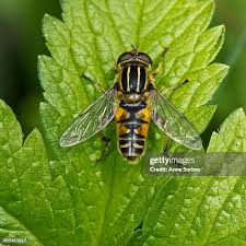 Attēlu rezultāti vaicājumam “Helophilus sp.”