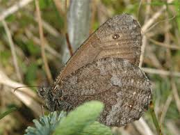 Attēlu rezultāti vaicājumam “Oeneis jutta”