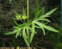Attēlu rezultāti vaicājumam “Geranium dissectum fruit”