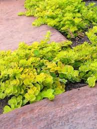 Attēlu rezultāti vaicājumam “Lysimachia nummularia leaf”