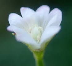 Attēlu rezultāti vaicājumam “Epilobium roseum flower”