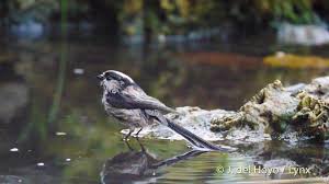 Attēlu rezultāti vaicājumam “Aegithalos caudatus adult”