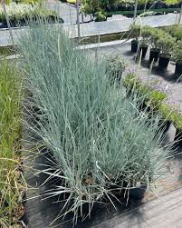 Attēlu rezultāti vaicājumam “Leymus arenarius”