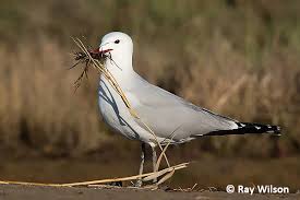 Image result for Larus audouinii