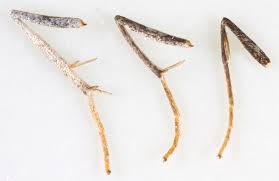 Attēlu rezultāti vaicājumam “Cabera exanthemata male”