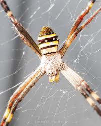 Image result for st andrews cross spider