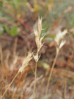 Attēlu rezultāti vaicājumam “Danthonia decumbens bud”