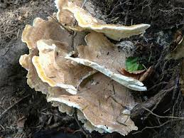 Attēlu rezultāti vaicājumam “Bondarzewia mesenterica”