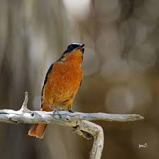 Image result for Phoenicurus moussieri