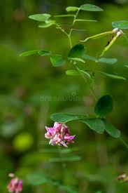 Attēlu rezultāti vaicājumam “Lathyrus niger leaf”