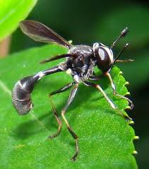 Attēlu rezultāti vaicājumam “Conopidae”
