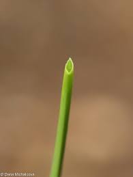 Attēlu rezultāti vaicājumam “Poa compressa leaf”