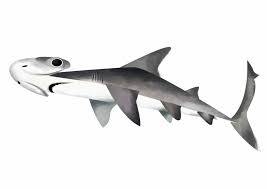 Image result for Sphyrna tiburo